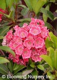 Kalmia latifolia 'Pink Charm'